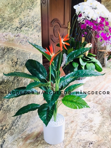CÂY HOA THIÊN ĐIỂU 1M HẰNG DECOR