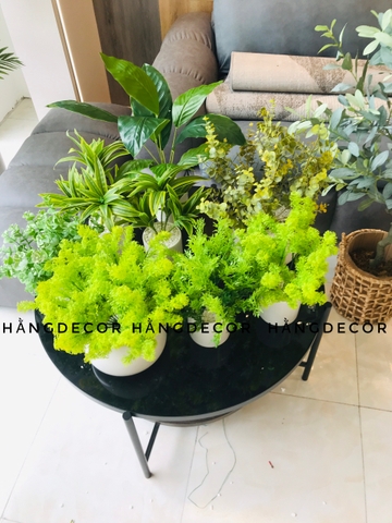 CHẬU DONG XANG GIẢ ĐẶT BÀN 30cm