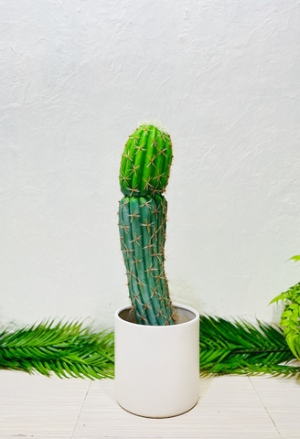 CÂY XƯƠNG RỒNG NHỰA GIẢ( 65CM, 70CM, 75CM)
