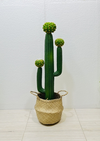 CÂY XƯƠNG RỒNG NHỰA GIẢ( 65CM, 70CM, 75CM)