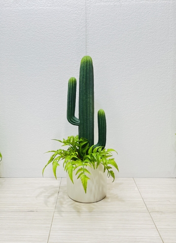 CÂY XƯƠNG RỒNG NHỰA GIẢ( 65CM, 70CM, 75CM)