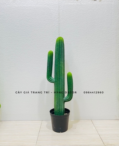 CÂY XƯƠNG RỒNG NHỰA GIẢ( 65CM, 70CM, 75CM)