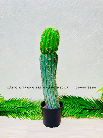 CÂY XƯƠNG RỒNG NHỰA GIẢ( 65CM, 70CM, 75CM)