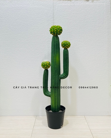CÂY XƯƠNG RỒNG NHỰA GIẢ( 65CM, 70CM, 75CM)