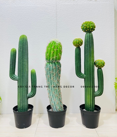 CÂY XƯƠNG RỒNG NHỰA GIẢ( 65CM, 70CM, 75CM)