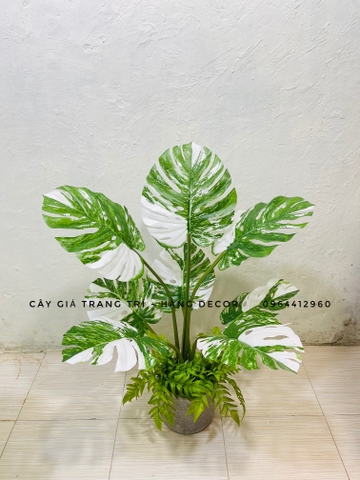 CÂY TRẦU BÀ LÁ XẺ TRẮNG HẰNG DECOR (90CM, 1M2)