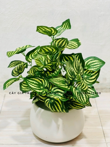 CHẬU CÂY SỌC DƯA HẤU GIẢ HẰNG DECOR (43CM)