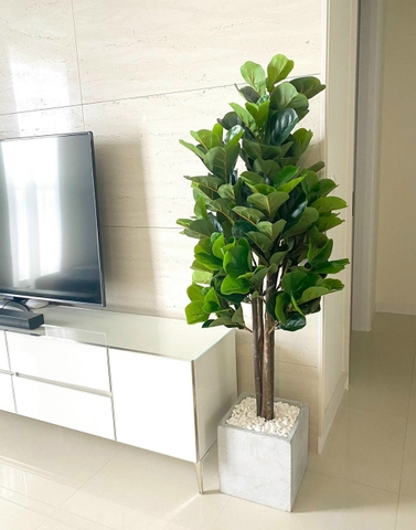 CÂY BÀNG SINGAPORE 6 THÂN GỖ hằng decor (1m5)