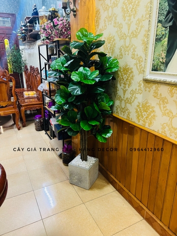 CÂY BÀNG SINGAPORE 6 THÂN GỖ hằng decor (1m5)