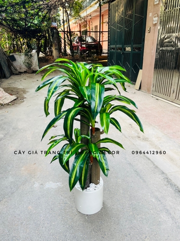 CÂY THIẾT MỘC LAN GIẢ HẰNG DECOR (1M2)