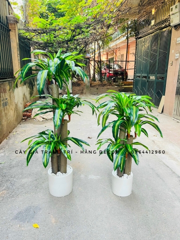 CÂY THIẾT MỘC LAN GIẢ HẰNG DECOR (1M2)