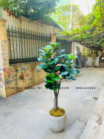 CÂY BÀNG SINGAPORE THÂN GỖ 5 NHÁNH (1M8)