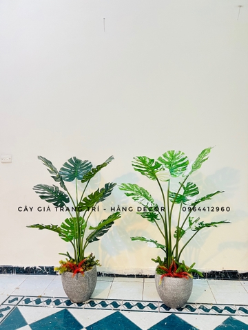 CÂY TRẦU BÀ LÁ XẺ HẰNG DECOR (90CM ,1M2)