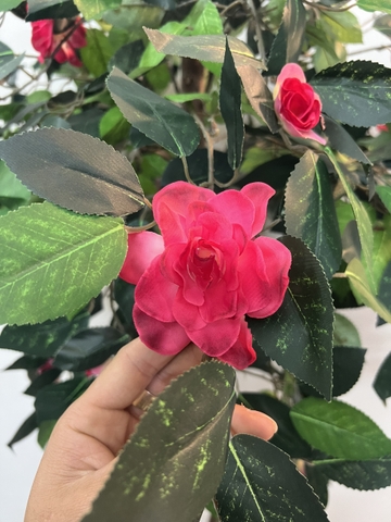 CÂY ĐỖ QUYÊN KÈM CHẬU GỐM B00M 1M4