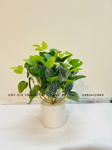 CHẬU LÁ BẠC HÀ TRẮNG ĐẶT BÀN 30CM