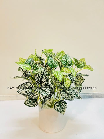 CHẬU LÁ BẠC HÀ TRẮNG ĐẶT BÀN 30CM