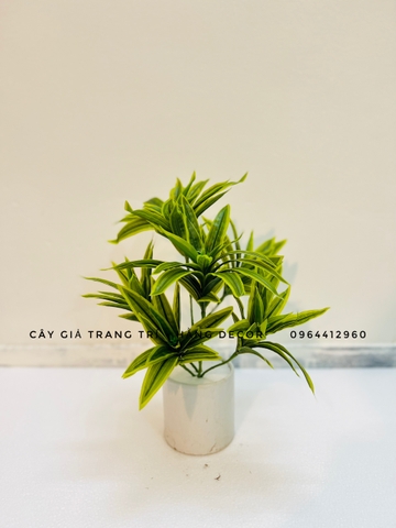 CHẬU THỦY TRÚC  ĐẶT BÀN 30CM