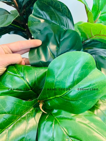 CÂY BÀNG SINGAPORE 6 THÂN GỖ hằng decor (1m5)