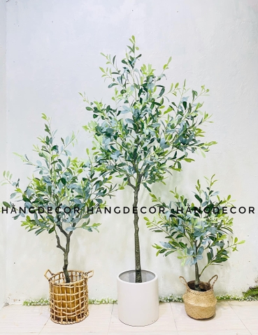 CÂY OLIU GIẢ, CÂY OLIU LÁ  BẠC (85CM, 1M3, 1M65)