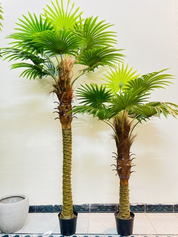 CÂY CỌ THÂN TO GIẢ HẰNG DECOR (1M5-2M)