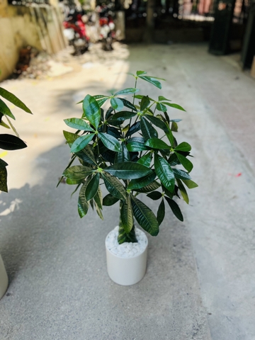 CÂY KIM NGÂN NHỰA TRANG TRÍ NỘI THẤT HẰNG DECOR 80CM