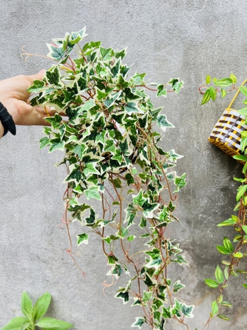 GIỎ CÂY RỦ GIẢ TRANG TRÍ 70CM