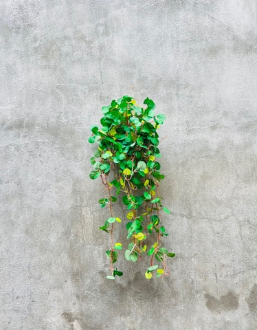 GIỎ CÂY RỦ GIẢ TRANG TRÍ 70CM