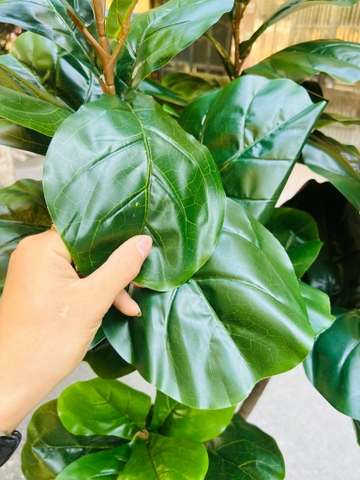 CÂY BÀNG SINGAPORE THÂN GỖ 5 NHÁNH (1M8)