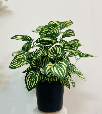 CHẬU CÂY SỌC DƯA HẤU GIẢ HẰNG DECOR (43CM)