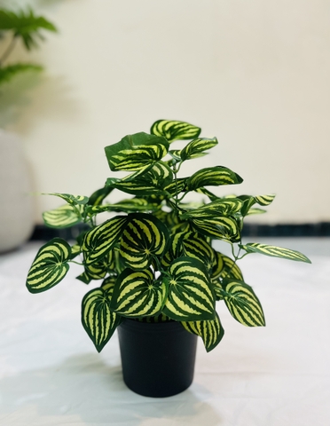 CHẬU CÂY SỌC DƯA HẤU GIẢ HẰNG DECOR (43CM)