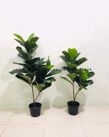 CÂY BÀNG SINGAPORE 2 NHÁNH (80CM VÀ 1M )