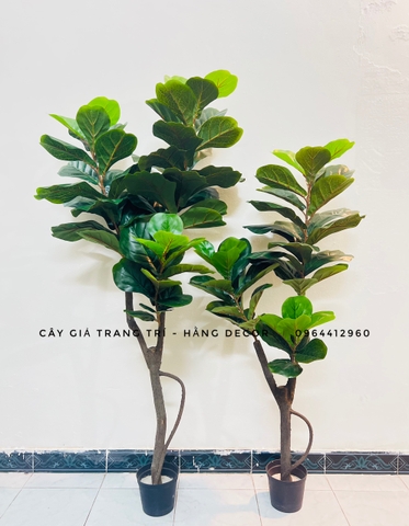 CÂY BÀNG SINGAPORE THÂN GỖ 3 NHÁNH (1m2 và 1m5 )