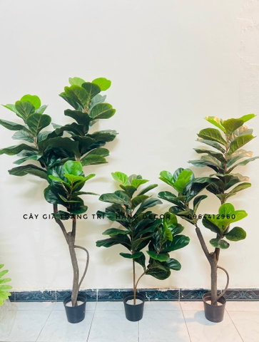 CÂY BÀNG SINGAPORE THÂN GỖ 3 NHÁNH (1m2 và 1m5 )
