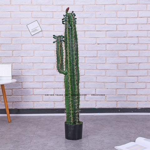 CÂY XƯƠNG RỒNG MÚI XANH GIẢ (85CM, 1M1, 1M5)