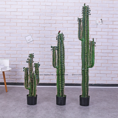 CÂY XƯƠNG RỒNG MÚI XANH GIẢ (85CM, 1M1, 1M5)