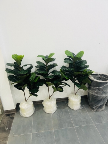 CÂY BÀNG SINGAPORE 2 NHÁNH (80CM VÀ 1M )