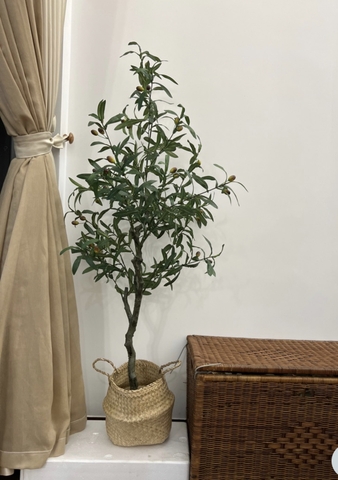 CÂY OLIU GIẢ TRANG TRÍ HẰNG DECOR 1M3