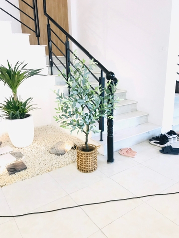 CÂY OLIU GIẢ, CÂY OLIU LÁ  BẠC (85CM, 1M3, 1M65)