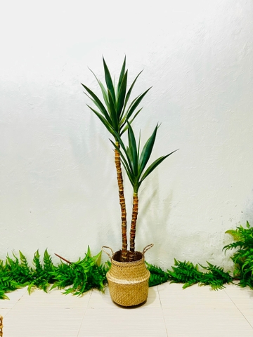 CHẬU CÂY PHÁT TÀI NÚI GIẢ 1M2 KÈM CHẬU XI