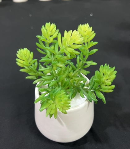 Chậu sen đá tép bưởi giả 13cm