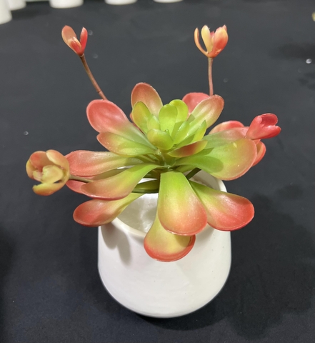 Chậu sen đá hoa mầm cao 18cm