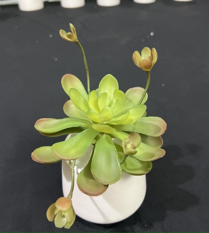 Chậu sen đá hoa mầm cao 18cm