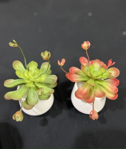 Chậu sen đá hoa mầm cao 18cm