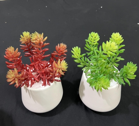 Chậu sen đá tép bưởi giả 13cm