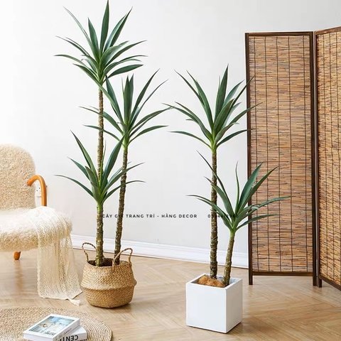 CHẬU CÂY PHÁT TÀI NÚI GIẢ 1M2 KÈM CHẬU XI