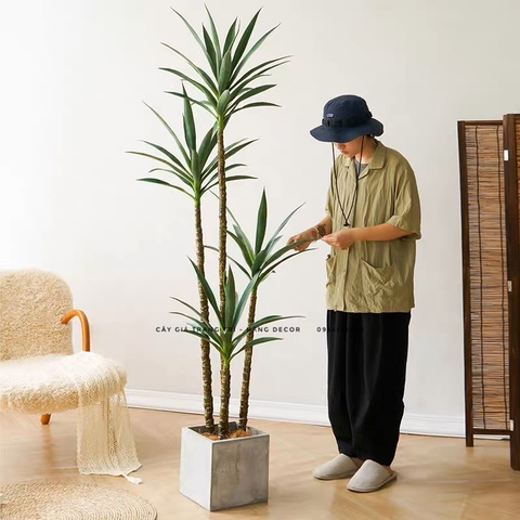 CHẬU CÂY PHÁT TÀI NÚI GIẢ 1M8 4 THÂN KÈM CHẬU GỐM TRẮNG