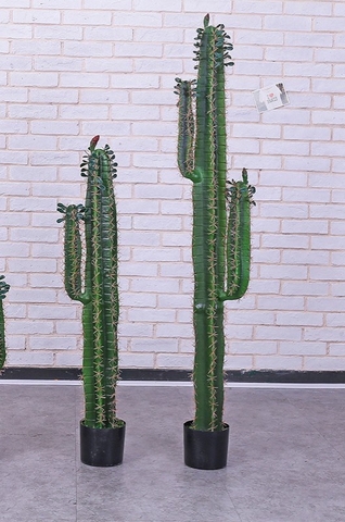 CÂY XƯƠNG RỒNG MÚI XANH GIẢ (85CM, 1M1, 1M5)