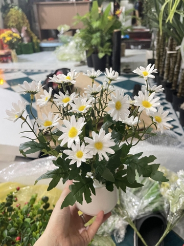 CHẬU HOA CÚC HỌA MI ĐẶT BÀN 30CM