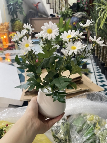CHẬU HOA CÚC HỌA MI ĐẶT BÀN 30CM