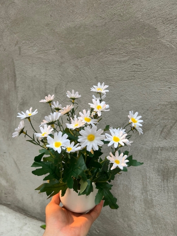 CHẬU HOA CÚC HỌA MI ĐẶT BÀN 30CM